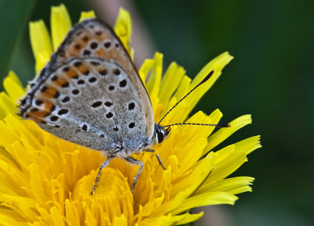 Butterfly closeup on yellow dandelionの写真素材