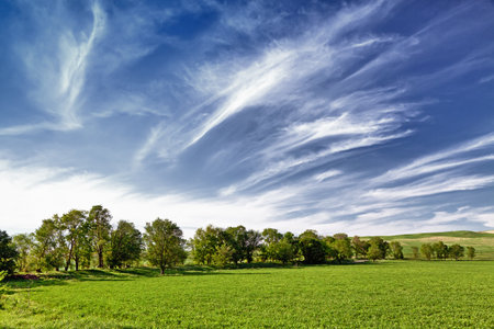 Several trees on the field and cloudsの写真素材