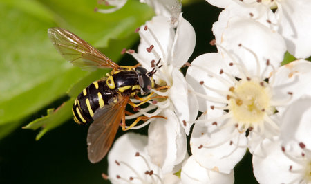 Apple tree flower and wasp closeup