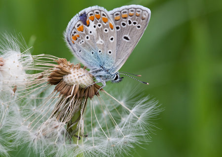 Butterfly closeup on a white fluffy dandelionの写真素材