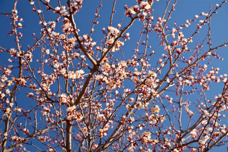 Branches of a white flowering apricots with a sunlightの写真素材