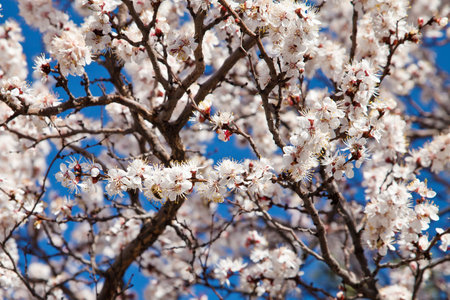 Branches of a white flowering apricots with a sunlightの写真素材