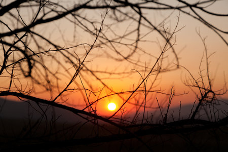 Sunset through the branches of treesの写真素材
