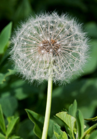 Dandelion close up in the grassの写真素材