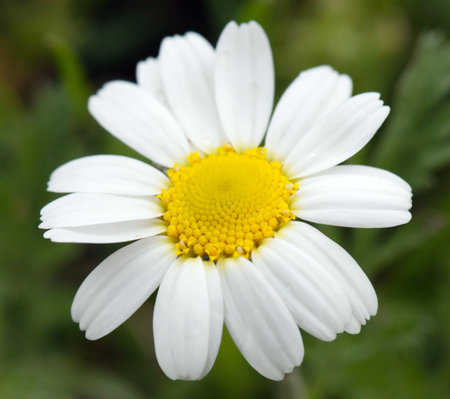 Daisy close up. Wild chamomileの写真素材