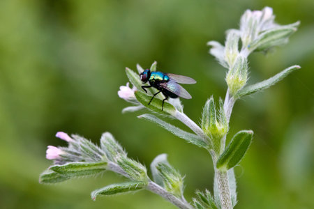 Green fly on the plant close upの写真素材