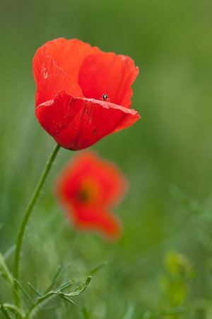 Lonely poppy on a green backgroundの写真素材