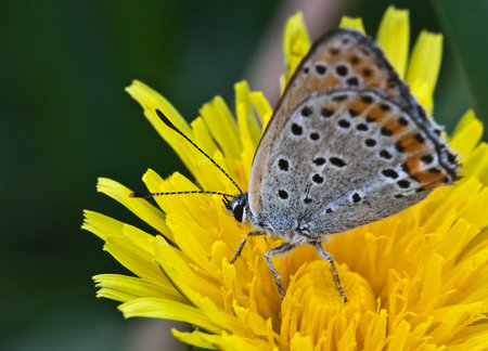Butterfly closeup on yellow dandelionの写真素材