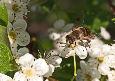 Apple tree flower and bee closeupの写真素材