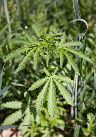 Bush cannabis in the fieldの写真素材