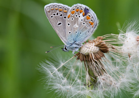 Butterfly closeup on a white fluffy dandelionの写真素材