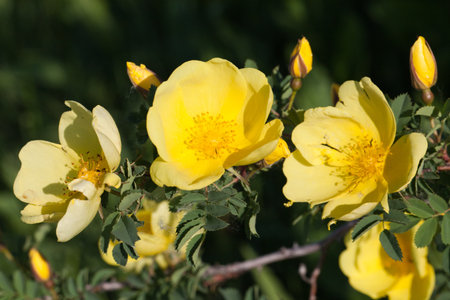 Yellow mountain, wild rose closeupの写真素材