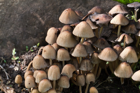 Toadstool , mushroomの写真素材