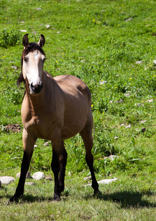 The horse on the lawnの写真素材