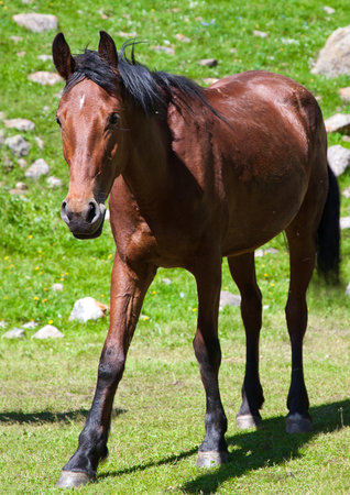 The horse on the lawnの写真素材