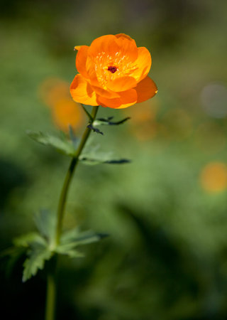 Orange flowerの写真素材