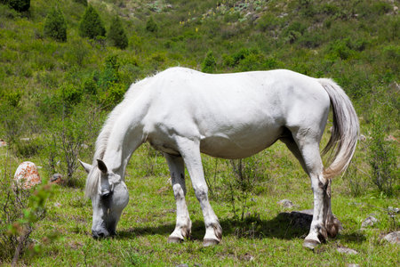 Horse eats the grassの写真素材