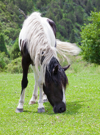 Horse eats the grassの写真素材