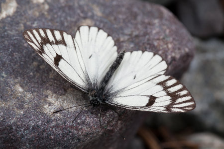 White butterfly closeupの写真素材