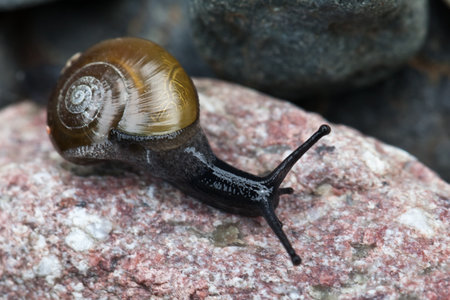 Snail closeupの写真素材