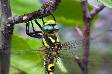 Large dragonfly closeup of yellow and black coloringの写真素材