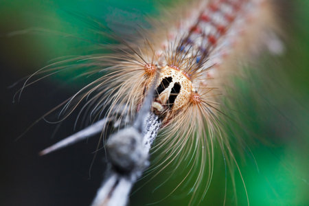 Gypsy Caterpillar close up with a mustacheの写真素材
