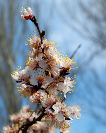 Branches of a white flowering apricots with a sunlightの写真素材