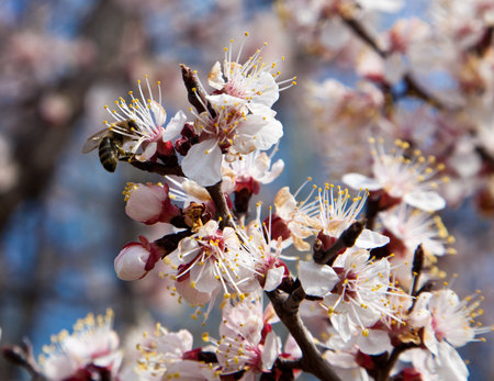 Branches of a white flowering apricots with a sunlightの写真素材