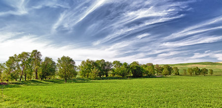 Several trees on the field and cloudsの写真素材