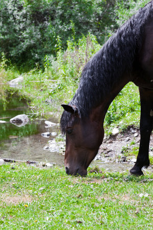 Horse eats the grassの写真素材