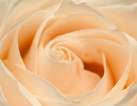 Orange rose closeupの写真素材