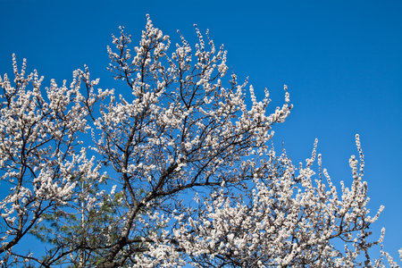 Branches of a white flowering apricots with a sunlightの写真素材