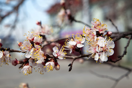 Branches of a white flowering apricots with a sunlightの写真素材