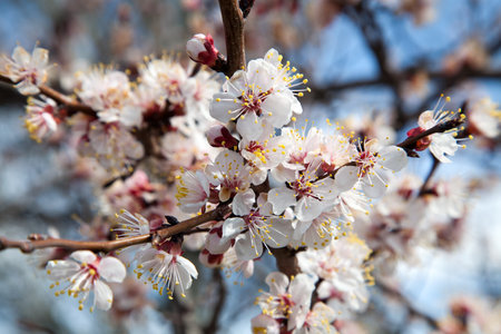 Branches of a white flowering apricots with a sunlightの写真素材