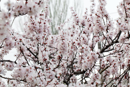 Branches of a white flowering apricots with a sunlightの写真素材
