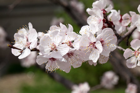 Branches of a white flowering apricots with a sunlightの写真素材