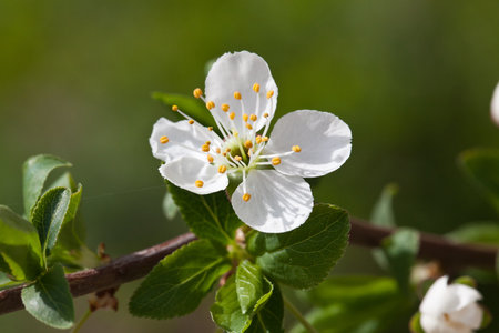 Branches of a white flowering apricots with a sunlightの写真素材