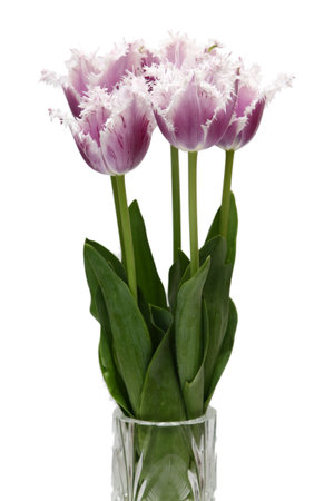 Tulips in a vase on a white backgroundの写真素材