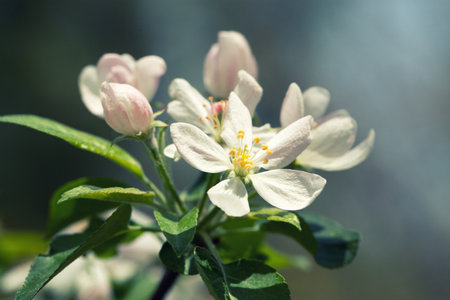 Branches of a white flowering apricots with a sunlightの写真素材