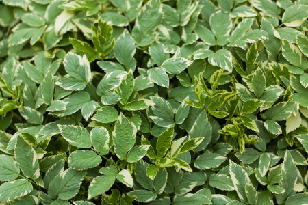 Background, texture foliageの写真素材