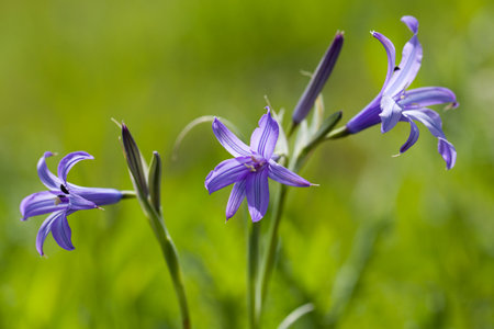 Flowers bellsの写真素材