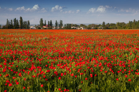 Poppy landscapeの写真素材