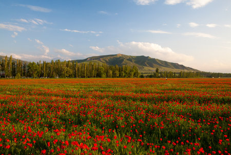 Poppy landscapeの写真素材