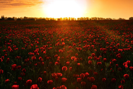 Poppies at sunsetの写真素材