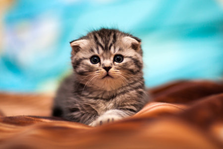 Portrait of Scottish Fold kittenの写真素材