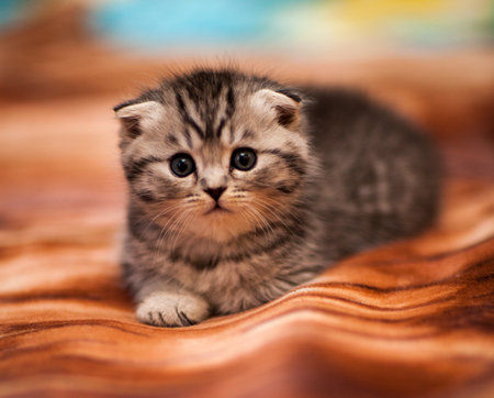 Portrait of Scottish Fold kittenの写真素材
