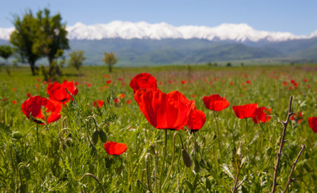 Poppy landscapeの写真素材