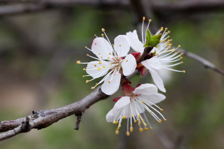 Branches of a white flowering apricots with a sunlightの写真素材
