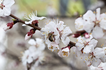 Branches of a white flowering apricots with a sunlightの写真素材