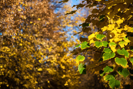 Bokeh leafの写真素材